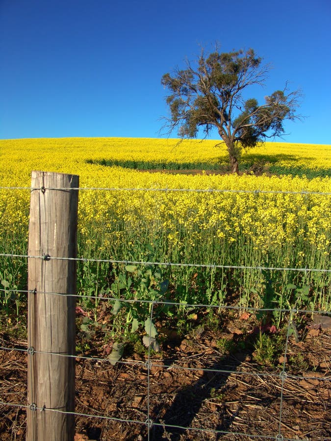 Canola Field