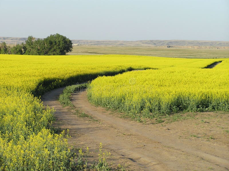 Canola Field royalty free stock image
