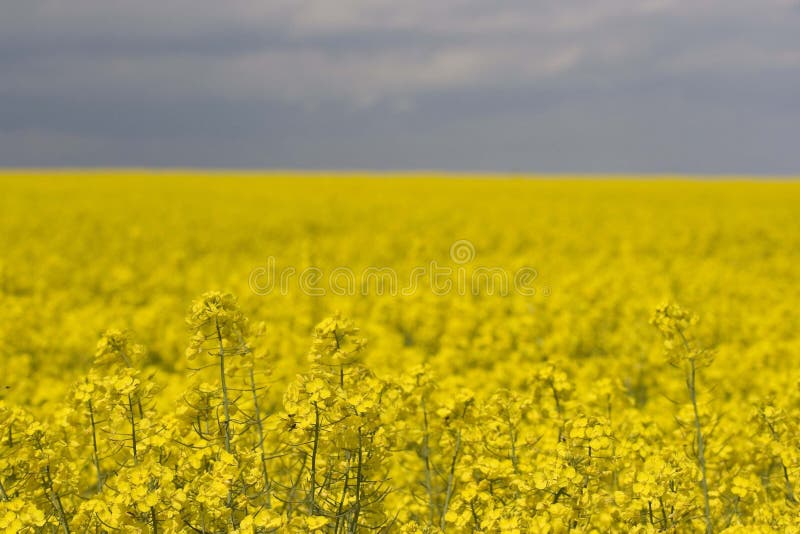 Canola field