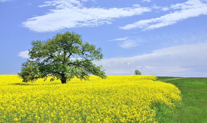Canola field royalty free stock image Canola field royalty free stock image