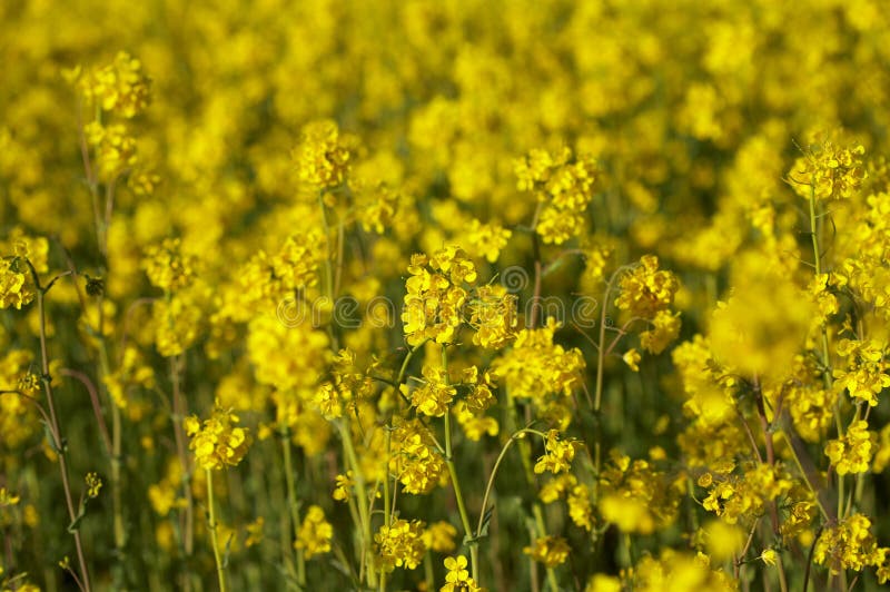 Canola Field