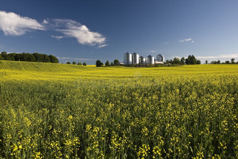 Canola Field