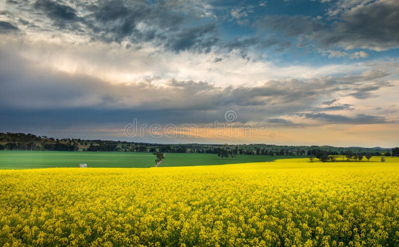 Canola field Australia.