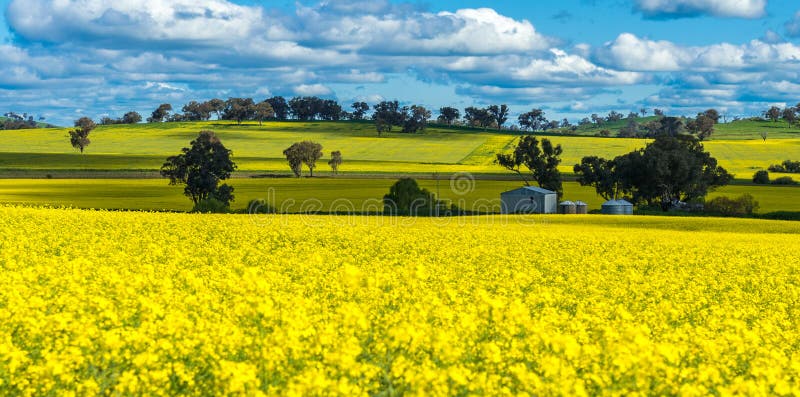 Canola field in Australia