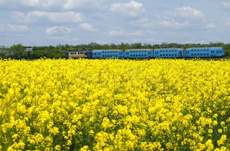 Canola field in a bright sunny spring day with a blue train passing in the background