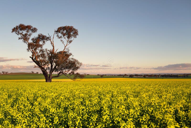 Canola field at dusk