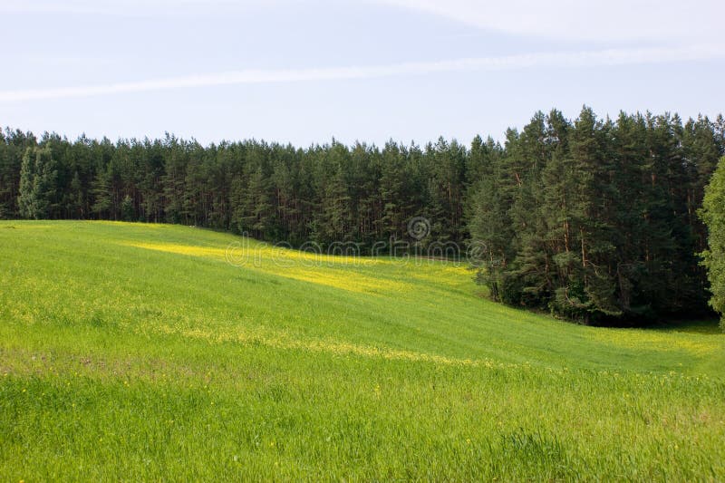 Canola field and pine forest