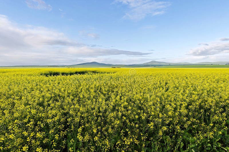 Canola field stock photo. Image of nature, energy, cloud 45509616