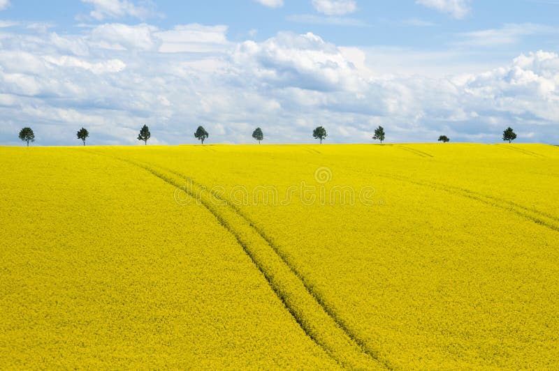 Blooming Canola Field in Europe. Blooming Canola Field in Europe.