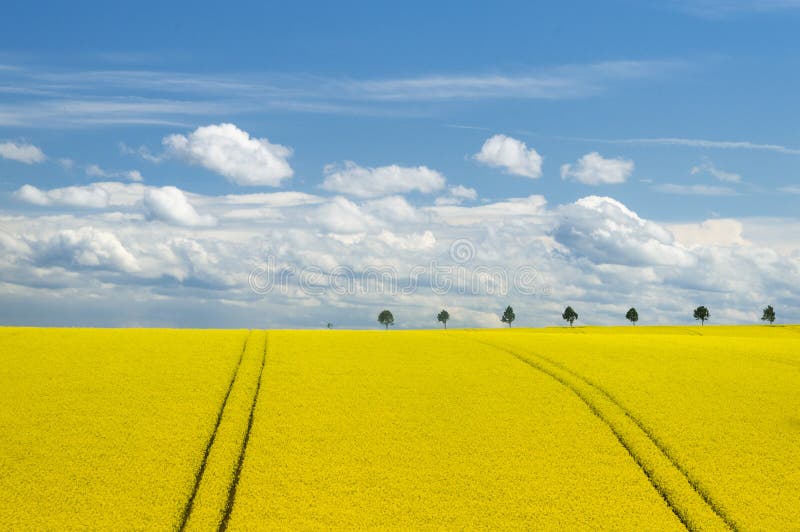 Blooming Canola Field in Europe. Blooming Canola Field in Europe