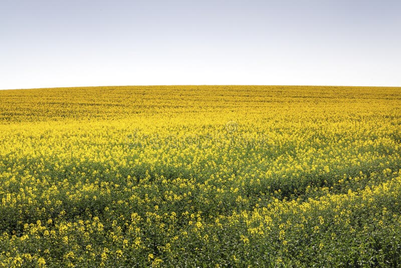 Canola Field under Blue Sky