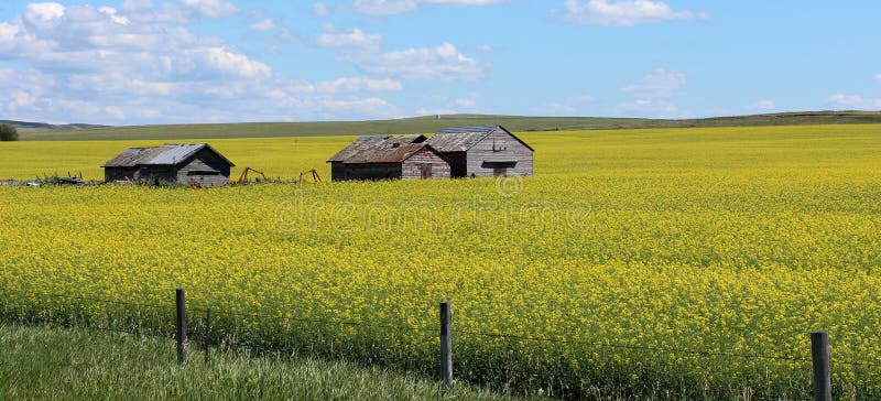 Canola fields in Alberta, Canada