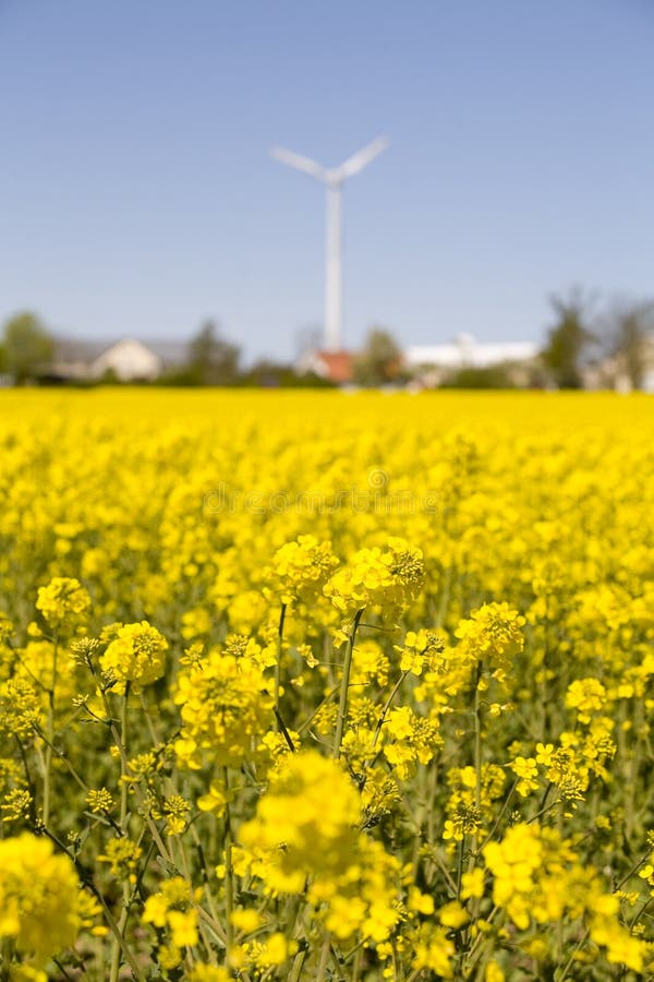 Download Canola flowers.JH fotografering för bildbyråer. Bild av natur - 37345251