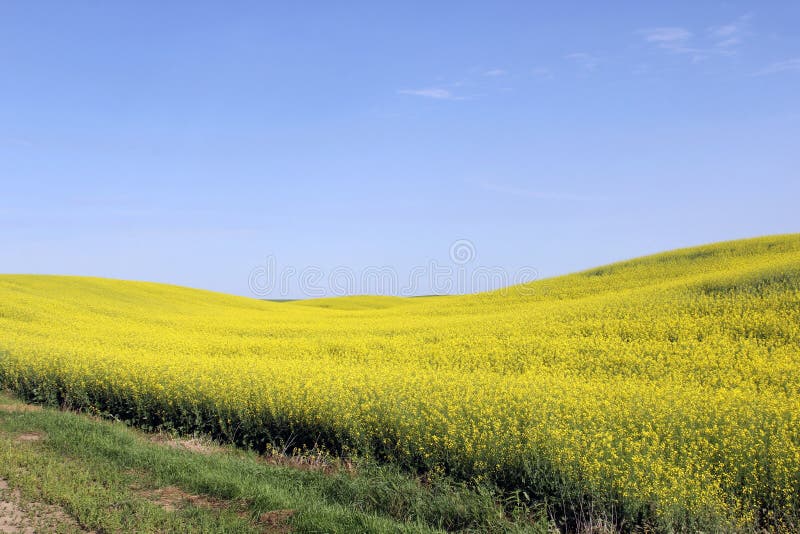 Canola fängt Manitoba 3 auf stockfotos Canola fängt Manitoba 3 auf stockfotos