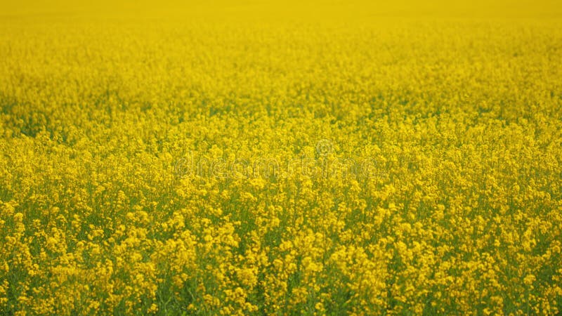 Canola. gele raapzaadbloemen in de wind.