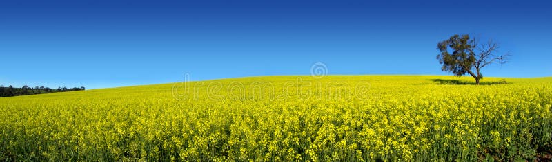 Canola panoramico immagine stock Canola panoramico immagine stock