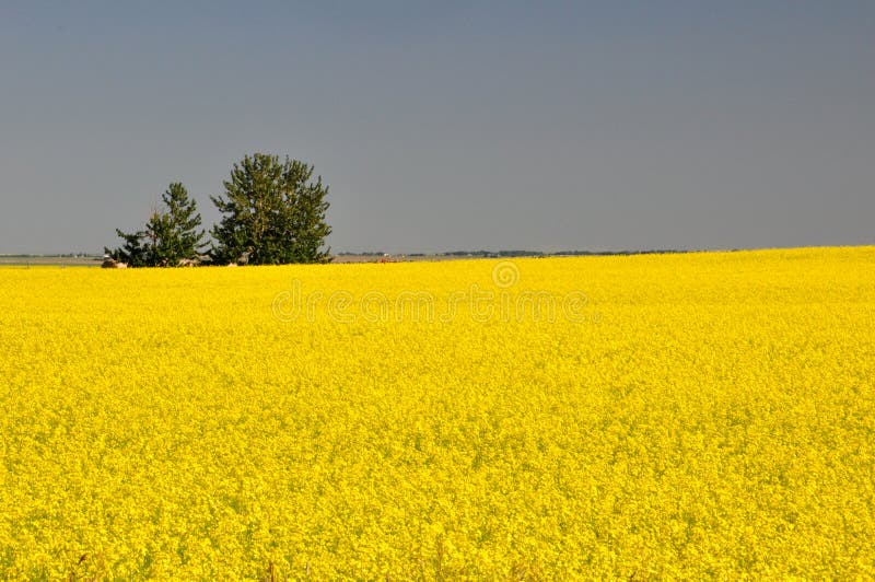 Canola pola przed żniwem fotografia stock Canola pola przed żniwem fotografia stock