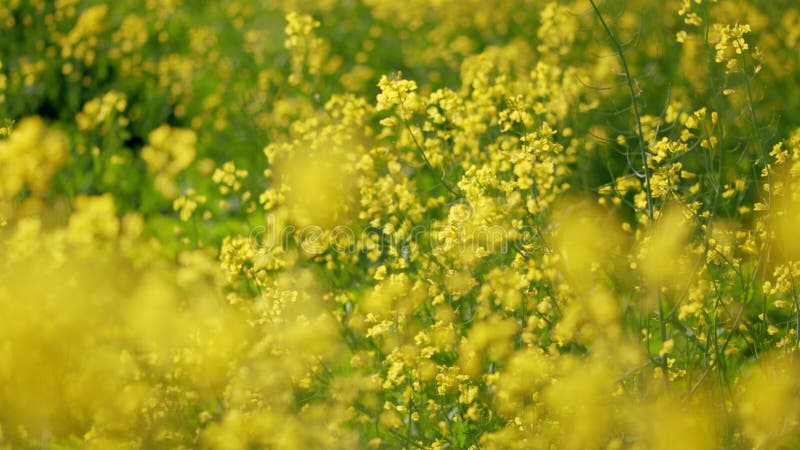 Canola rapeseed veld op zonnige dag. langzame beweging. panorama. sluiten.