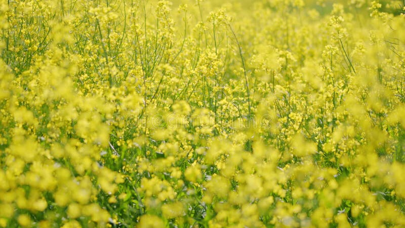 Canola rapeseed veld op zonnige dag. statische weergave.