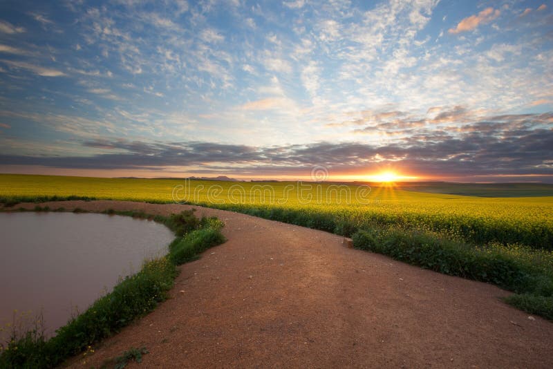 Canola Sunrise