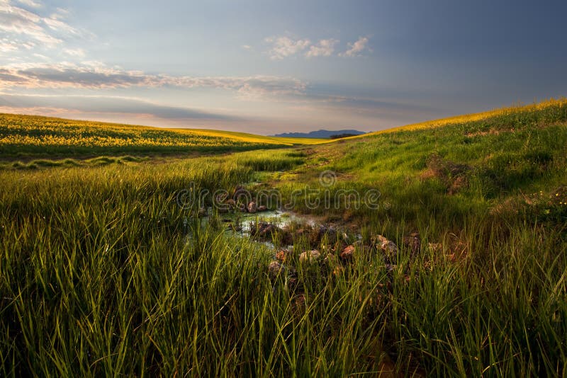 Canola Valley