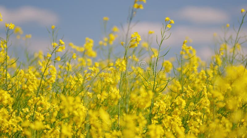 Canola veld of koolzaadveld onder blauwe lucht.