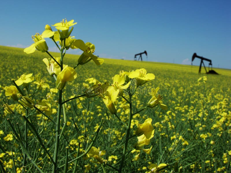 Canola y bombas de petróleo imagen de archivo