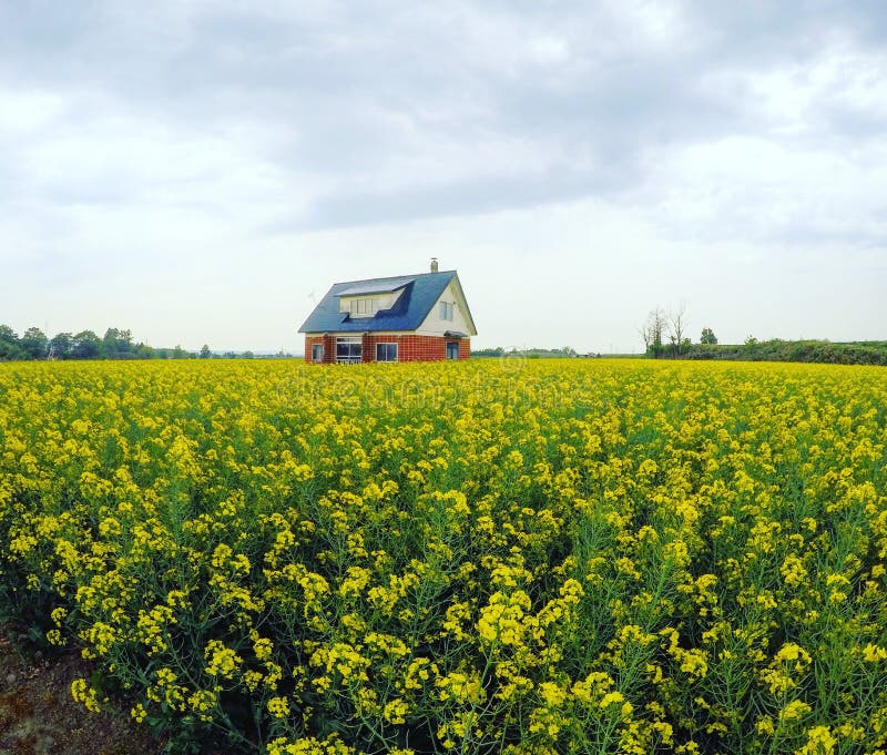 Mustard Field And Landscape Picture. Image 2328845