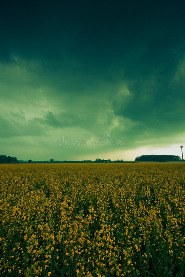 Canolaen clouds regn för det mörka fältet arkivfoton