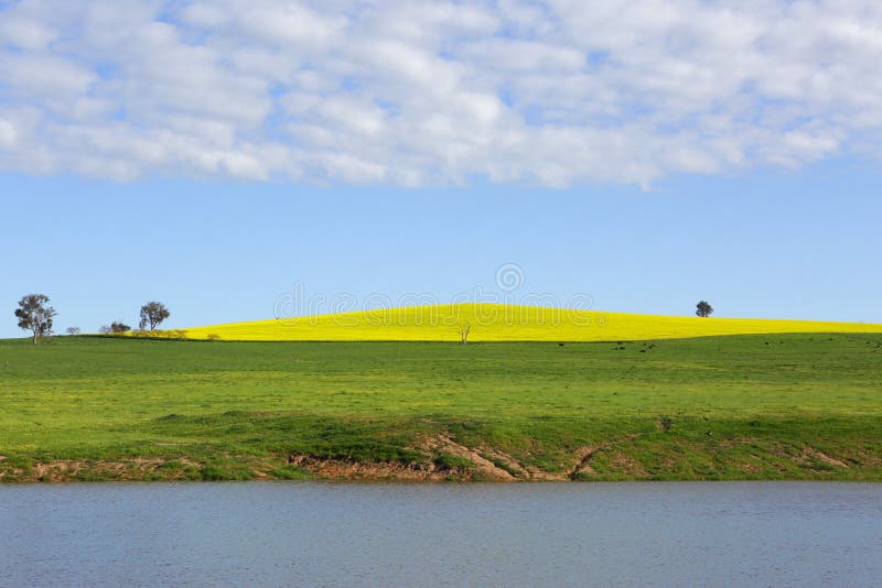 Canolaheuvel Cowra royalty-vrije stock fotografie Canolaheuvel Cowra royalty-vrije stock fotografie