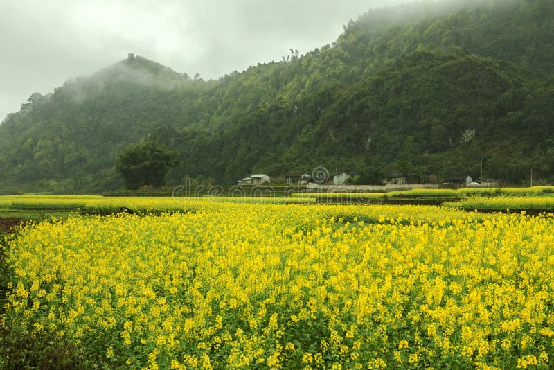 Canola field landscape at Quan Ba, Ha Giang province, Vietnam. Ha Giang is one of the six poorest provinces of Vietnam. Ha Giang is a famous tourist destination in Vietnam. Canola field landscape at Quan Ba, Ha Giang province, Vietnam. Ha Giang is one of the six poorest provinces of Vietnam. Ha Giang is a famous tourist destination in Vietnam.