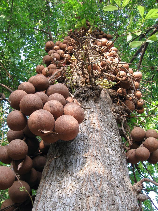 Canon ball tree stock image. Image of religious, tall 8736765
