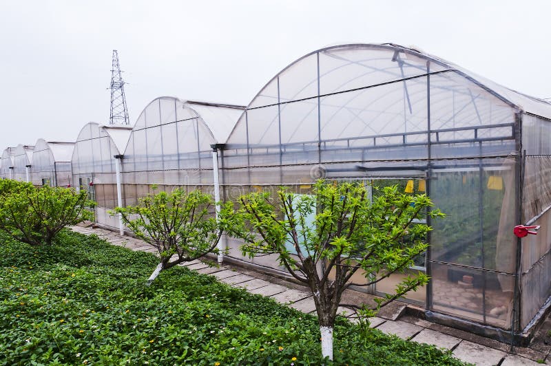 Canopy Picture. Image 24327414