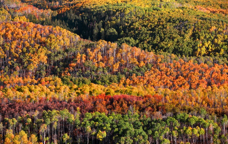 Canopy of Autumn trees stock images