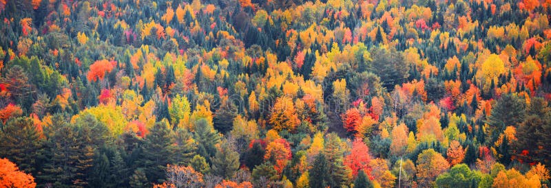 Canopy of Autumn trees in Rural Vermont royalty free stock photography