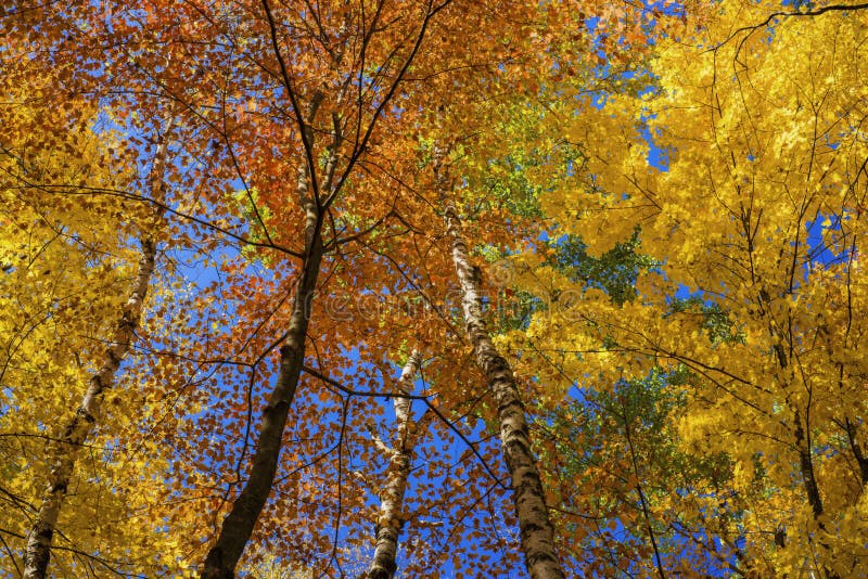 Canopy of birch and maple leaves