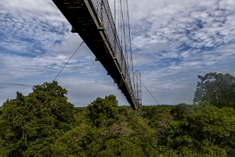Canopy Bridge in Amazon rainforest