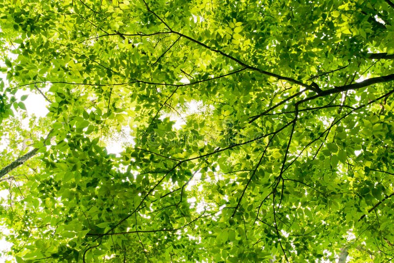 Canopy of trees at summer with lush foliage.=.