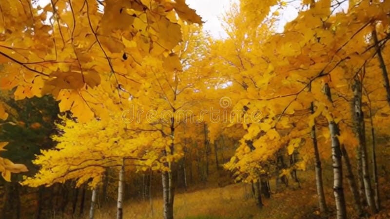 Canopée d'Aspen doré se déplaçant dans la brise automnale Capture de mouvement lente illustration stock