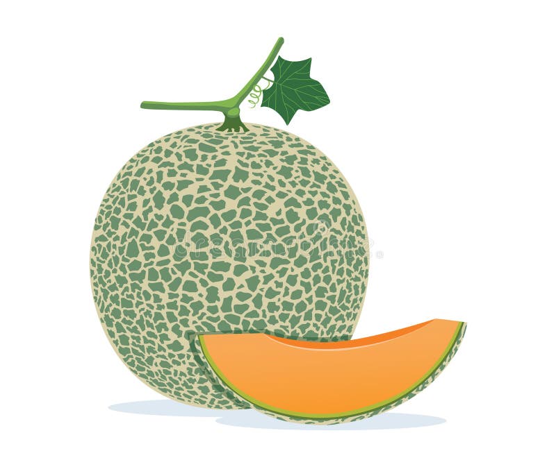 Cantaloupe Melon On White Background. Stock Vector Illustration of