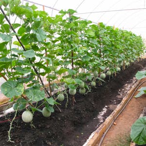 Cantaloup Farm Stock Image Image Of Horticulture Nutrition 26077199 Cantaloup Farm Stock Image Image Of Horticulture Nutrition 26077199