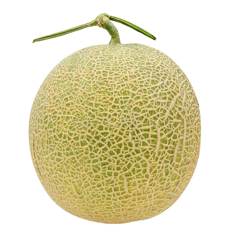 Cantaloupe melon fruit stock photo. Image of muskmelon 80683438