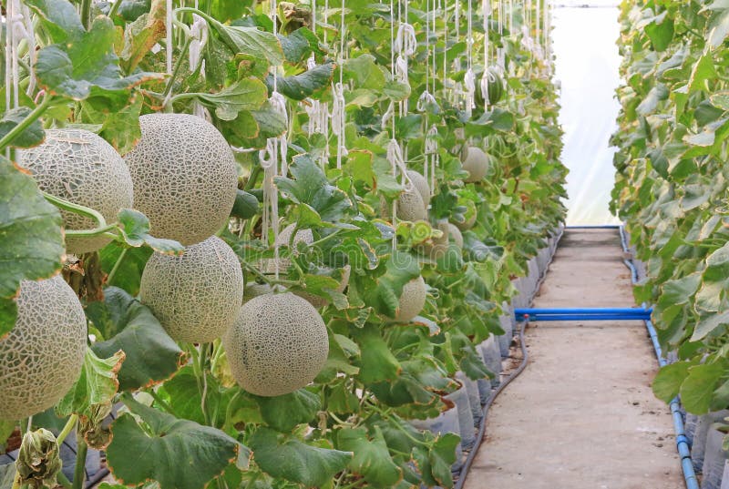 Cantaloupe Melon in Greenhouse Farm Stock Image Image of organic