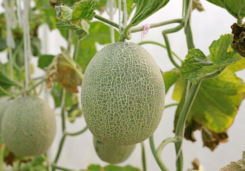 Cantaloupe melon in greenhouse farm