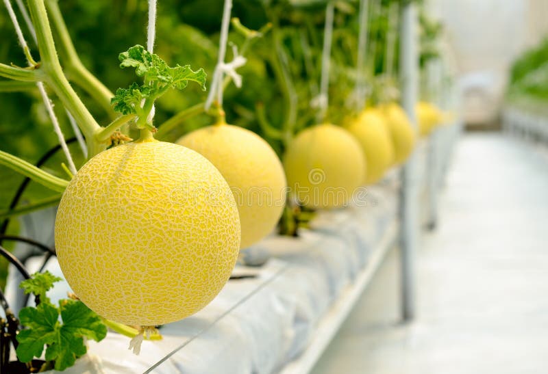Cantaloupe Melon Growing in a Greenhouse Stock Image Image of green