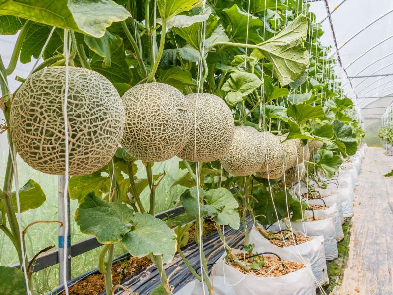 Cantaloupe Melons Growing in a Greenhouse Supported by String Me Stock Photo - Image of garden, crop: 58078052