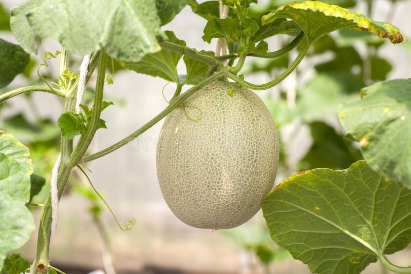Cantaloupe Melons Growing in a Greenhouse Stock Image Image of