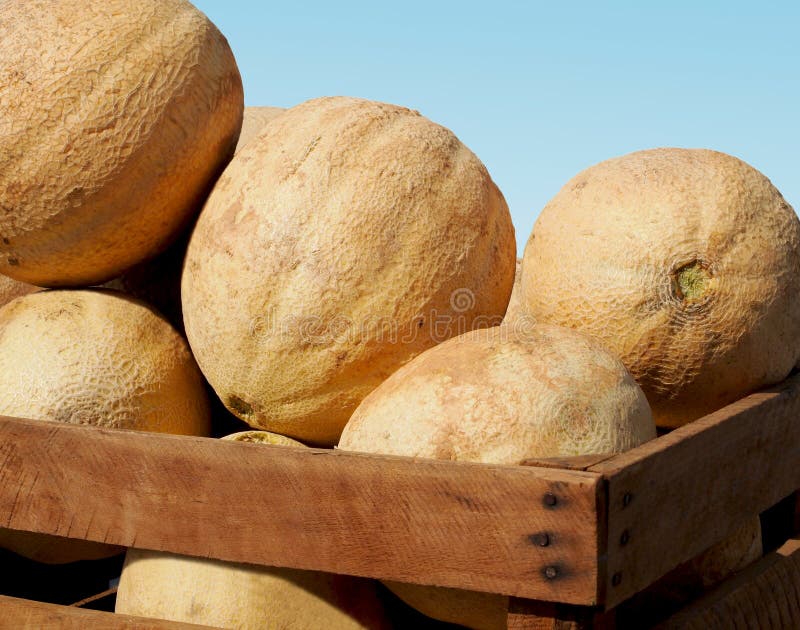 Cantaloupes In a Crate stock images