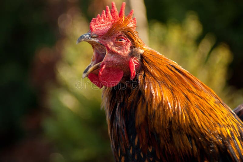 Galo gritando engraçado foto de stock. Imagem de fazenda - 34193004