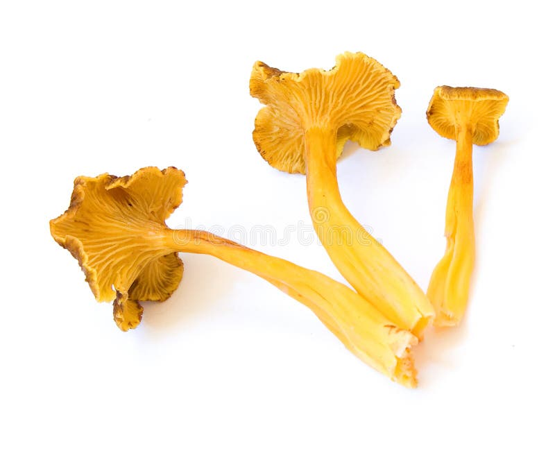 Cantarellus tubaeformis